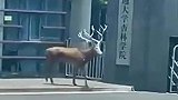 麋鹿轻松跃进学校大门，直奔校内湖戏耍纳凉