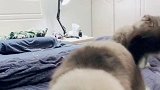 怕是养了只神经病……秀一波我的神操作