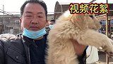 帮粉丝代购的赛级金毛，品相颜值寥寥可数，亮哥抱在怀里如获至宝