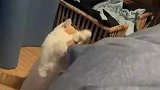 我觉得我真的猫好像对我有点意见