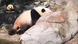 熊猫“宝宝”过河之后，秒变废熊：看我可爱不？