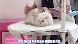 怕猫咪半夜翻圈，提前补偿小零食，喵：看我的喵喵拳，真香