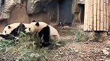 四川绵阳地震熊猫丢下竹子上演“五秒上树” 网友：求生欲太强