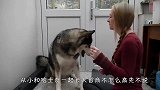 被二哈带偏的藏獒，果然傻是会传染的，差点笑岔气了