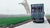 师傅你的羊挂了。。