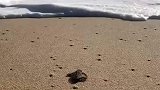 小海龟奔赴大海，像极了人类遇到磨难