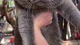 走路像猪八戒，正脸像鳌拜萌宠出道计划 鳌拜猫