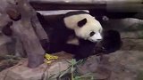 搞笑-20120321-国宝熊猫也有坏心眼.在别人头顶是又拉又尿