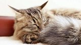 猜杯子大挑战，奶牛猫过关斩将，成为家里最聪明的猫