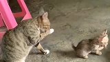 四川表妹家的猫咪给我表演什么叫神同步，太可爱了！