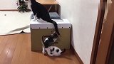 一窝小奶猫把窝压塌了，猫妈妈一脸无奈：等铲屎的回来再收拾你们