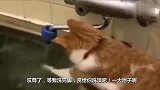 橘猫：水温刚刚好，铲屎的要不要一起洗个澡
