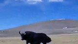 青藏高原野牦牛