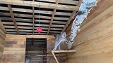 再凶的大猫见了玩具也秒变小猫咪
