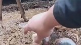 将鹿角帽摘掉，一周就这样了