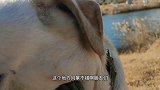 商中河湿地遛狗，发现不知名红果太诱人了，让狗狗“试试毒”