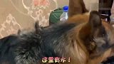爸爸让德牧去拿拖鞋，德牧嫌主人鞋太臭，赶紧拿水来漱口，太逗了