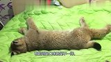 老外把猞猁当宠物养，这大猫脾气比猫还好，回家还主动按摩