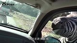 长颈鹿把头伸进车里，女子慌乱中关闭车窗，结果悲剧发生了！