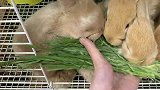 垂耳兔看到新出炉的小麦草，简直欲罢不能，视频实拍无滤镜