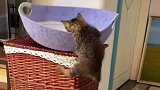 猫咪用窝封印住自己，这可真是盖了帽了