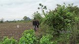 小明带小丫摘桑果泡酒，小虎斑狂挖地洞抓老鼠，太逗了