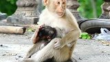 坏猴子心情不好就虐待小猴子，小家伙疼得崩溃，趴在地上心如死灰