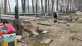 回乡散养鸡5年，终于坚持不住破产，打败我的不是天真，而是无邪