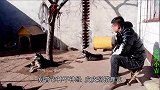 哈士奇唉声叹气地想家了，小吉对此毫无办法，大家说该如何安慰？