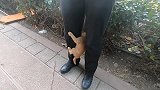 小奶猫爬上裤腿不下来，原来是肚子饿了，怎么办啊