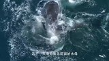 大白鲨发现一头海豹，扑上去就开始撕咬，咬了半天才发现不对劲