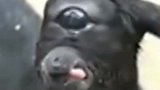 印度出现三眼神牛，被世人奉为神明，不少女子想嫁给它！