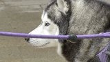 贵州贵阳：小区宠物接连离奇死亡 业主：养鸟人下的毒？
