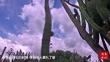 实拍男子野外出游，结果被仙人掌扎了一身