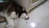 趁哈士奇熟睡之后，把肉放它鼻子旁，会发生什么？