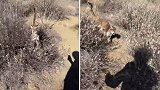美国一男子徒步时被美洲狮跟踪 大喊将其吓跑