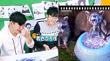憋笑大挑战：有食物的小浣熊异常兴奋，很抱歉我忍不住笑了！