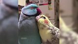 两只羽毛好看的鹦鹉，依靠在一起，画面太有爱了！