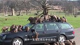 无恶不作的猴子，被老外丢进巨蜥池！网友：这次的做法真是过分了