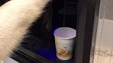 猪一样的队友