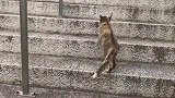和小野猫打招呼，却被它打了一拳，全身写满了戒备