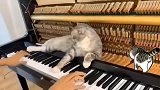 这只猫真会玩，主人在弹钢琴，它在钢琴键上躺着享受按摩！
