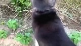大型犬就是喜欢乡村，可以放开的玩，没有约束