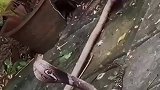 眼镜蛇在猫鼬面前没有丝毫无反抗力！