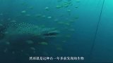 海底深处的“高音生物”，长29毫米，嗓门比鲸鱼还高
