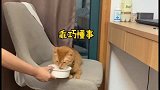 四川铲屎官教猫咪快速学会喝水，这教学方式很奏效，猫：好怕怕