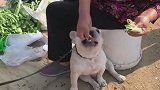 狗子：这韭菜饼子真好吃，多给我喂点！