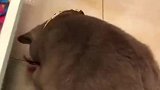 猫：奇了怪，我的小鱼干放哪里了！