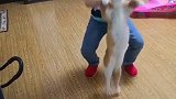 猫：快放开我，我才不要走路！