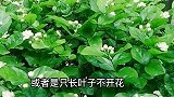 茉莉花夏天这样管理，很容易花开爆盆，延长花期成为开花机器
